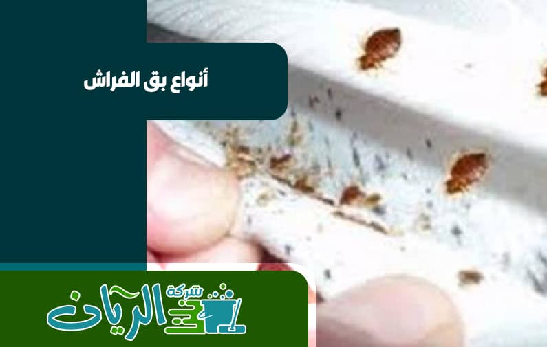 شركة مكافحة بق الفراش بجدة