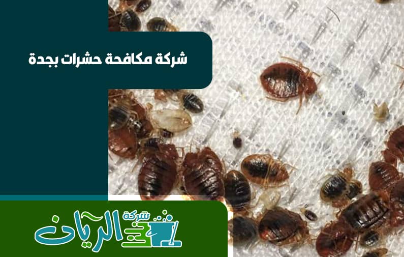 شركة مكافحة بق الفراش بجدة