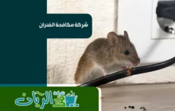 شركة مكافحة حشرات بالدمام