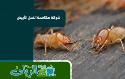 شركة مكافحة حشرات بالطائف